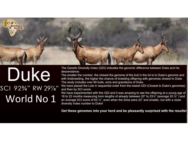 ~/upload/Lots/154575/AdditionalPhotos/y3xbzscrdvts2/DUKE GENETICS_t600x450.jpg